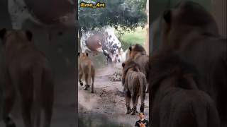 Download Lagu Sapi bintik meledak amarah!! tiga Singa datang mendekatinya #animals #sapi #singa MP3