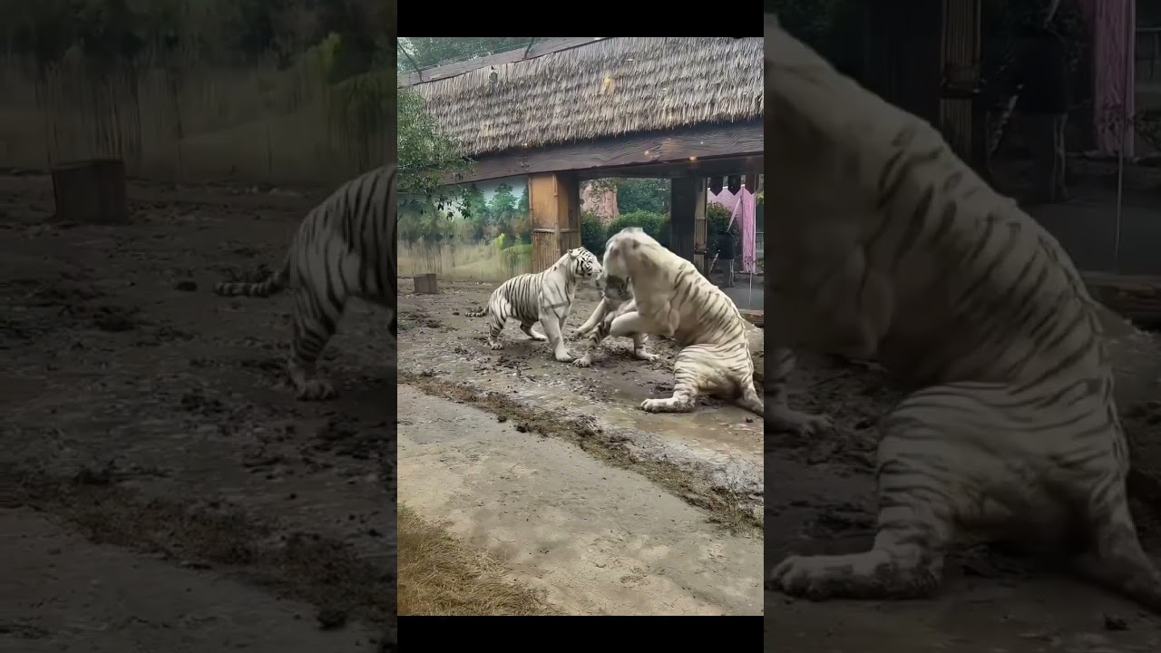 white Tiger 