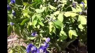 Information on the Michigan native plant Blue Wild Indigo.