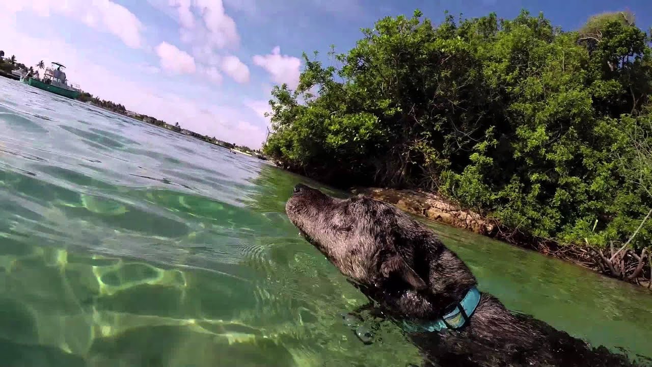 Paddleboarding Around Jupiter