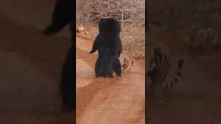 A tiger thought it found an easy target... until mama bear stepped in!