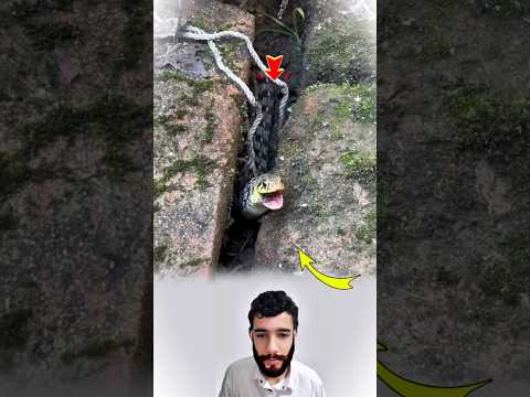 الفريسة ترفض الموت لكنه حتمي Youtubeshorts