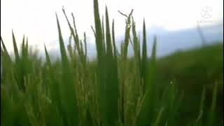 Tarling Tengdung Cirebonan - Manuk Kepudang - Cover Mimi Carini