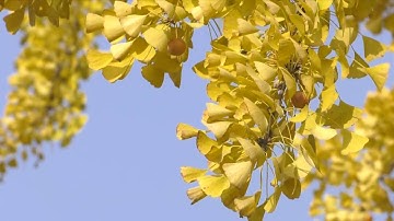 1,300-year-old ginkgo trees enter best viewing time in China