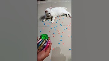 Cat Barsik Beads Reverse Video #cat #reverse #shortvideo