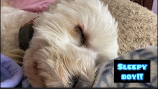 Dog Vlog: Glad He’s Cute // Chase Game is so much fun!!!