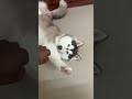 #youtubeshorts #shorts #funny #husky #tomandzara