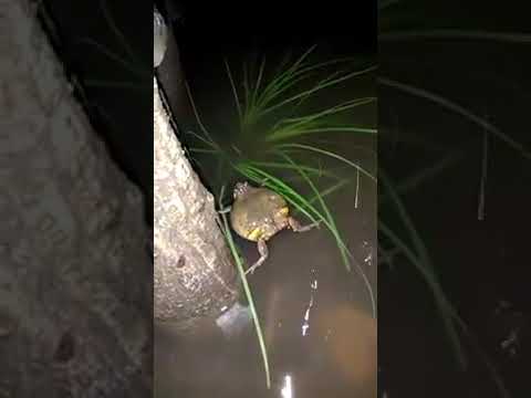 Suara kodok saat hujan