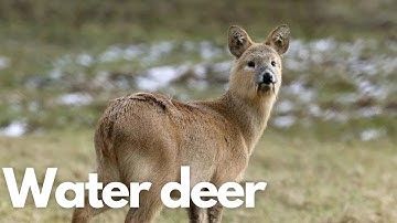 The Secret Life of Water Deer: Nature's Hidden Gem