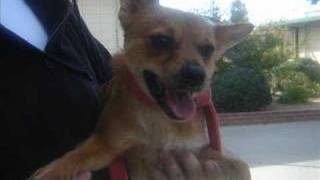 CCSPCA Volunteers