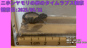 【Memorandum】 2025年05月31日 RPi-Cam-Web-Interfaceを用いたニホンヤモリの卵のTimelapse観察