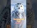 The Snowy Owl #birdsongs