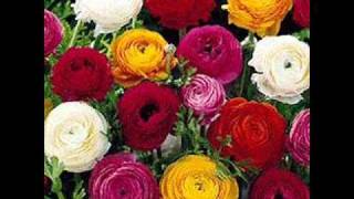 . La Parsita Tango Mantovani &His Orchestra Columbia.