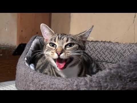 Video: Come Partorire Un Gatto