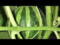 Life cycle of a Kajari Melon