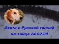 Охота с Русской гончей на зайца 24 02 20