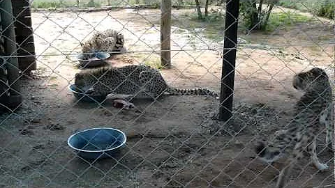 cheetah feeding time.avi