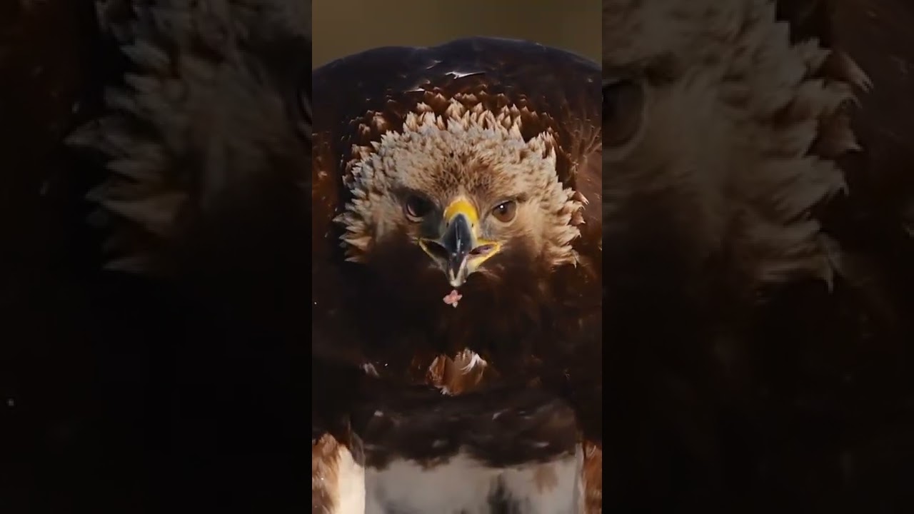 Eye Contact With Golden Eagle 🦅