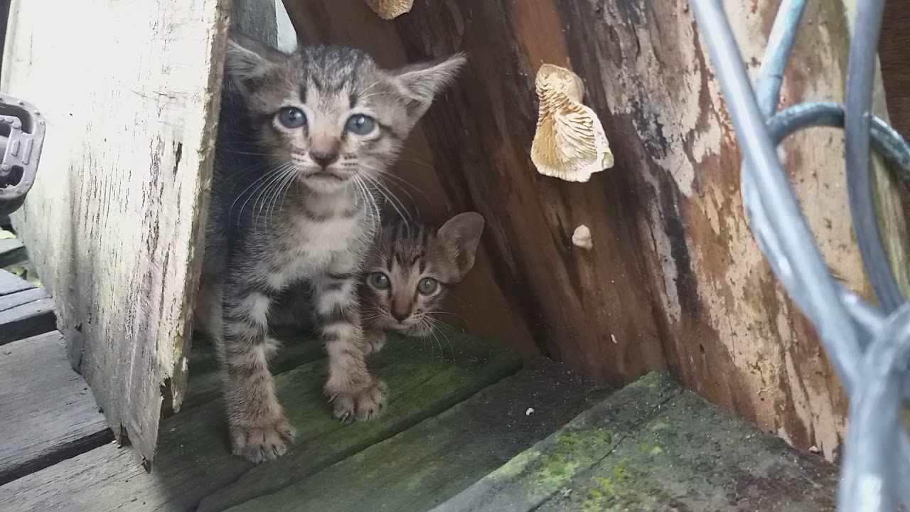 Video lucu anak kucing marah 