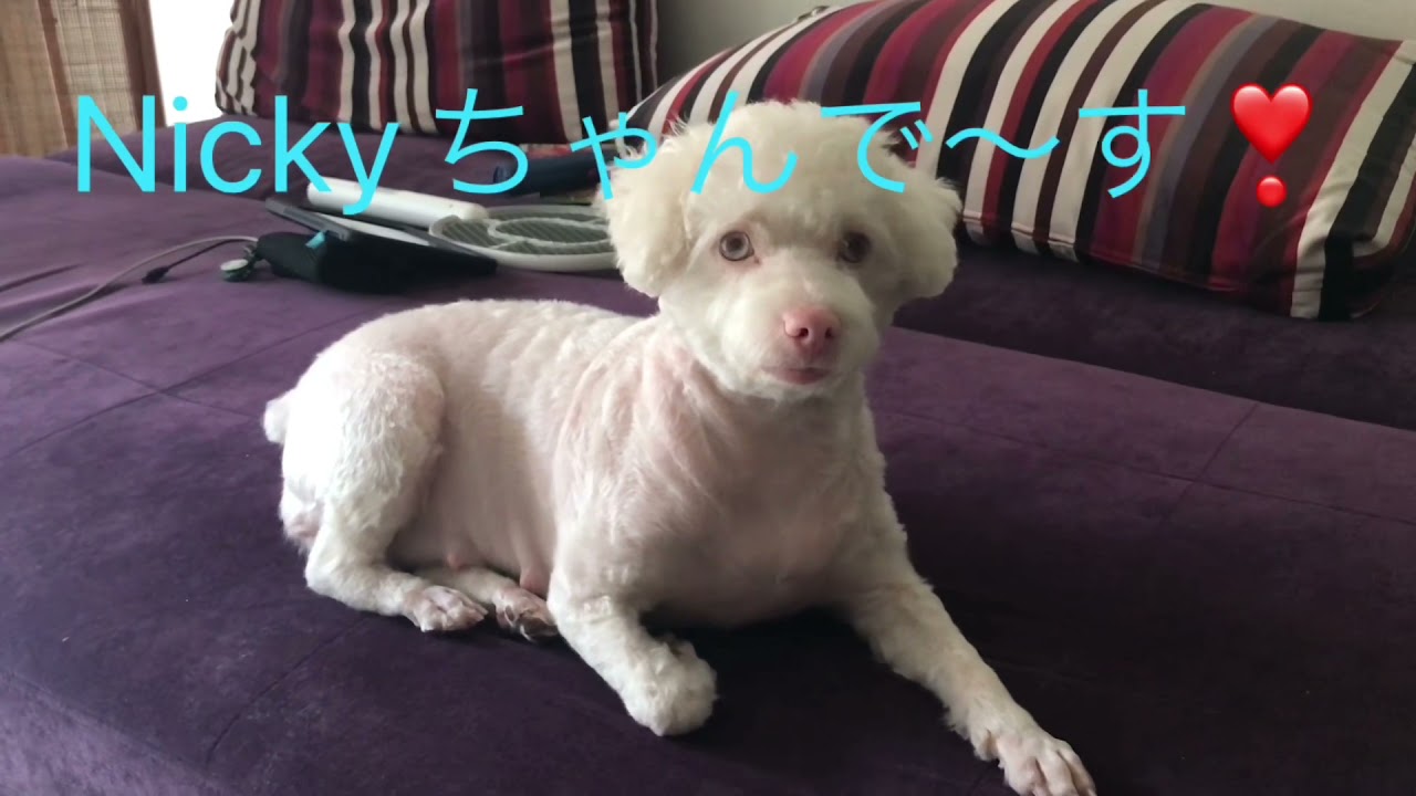 プードル Mix アルビノ犬 Nicky こんにちは ニッキーです Youtube