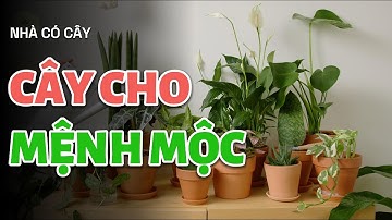 10 Cây Phong Thủy Cực Hợp Với Người Mệnh Mộc