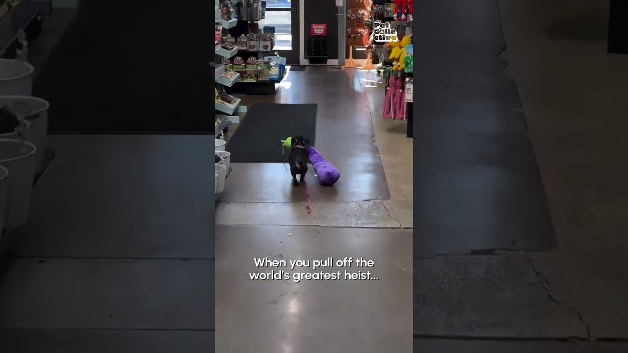 Dog Tries to Flee with Eggplant Toy