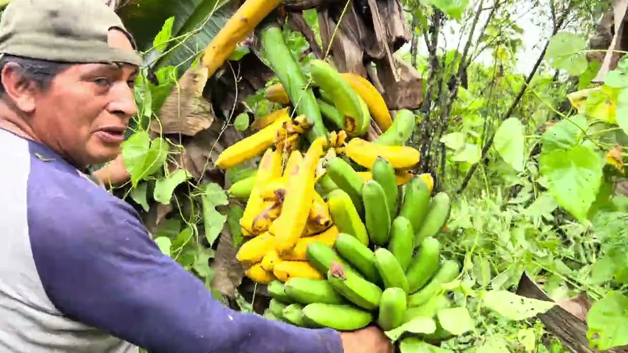 Encontre un PLÁTANO MOCHO muy Maduro en mi HUERTA | Don Valentin