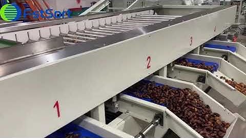 Choose your perfect dates sorting solution! 🌟⚖️📦#Agriculture