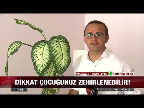 Video: Öldüren çiçeğin Adı Ne