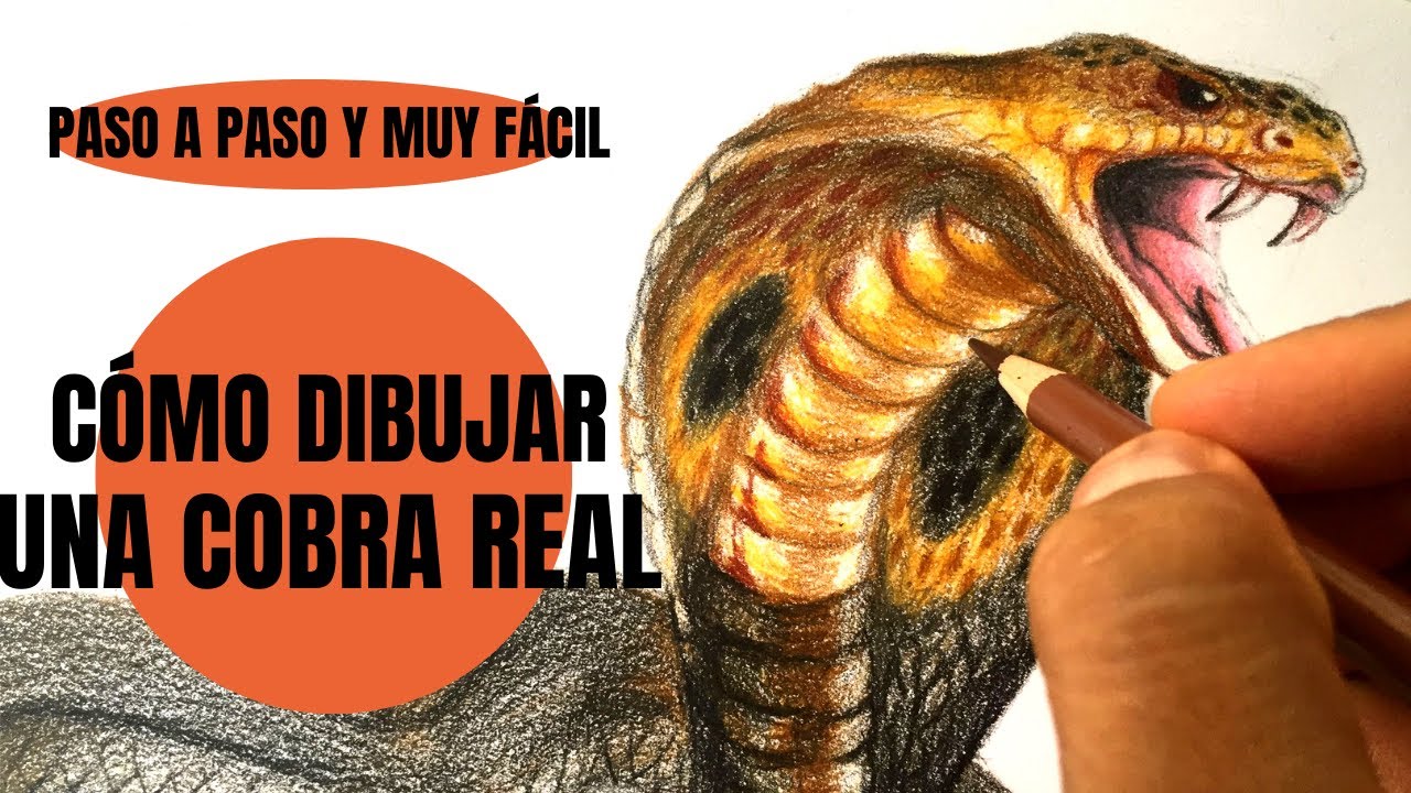 Te digo Cómo se Dibuja Una Cobra Real realista Paso a Paso ¡Muy fácil! -  YouTube