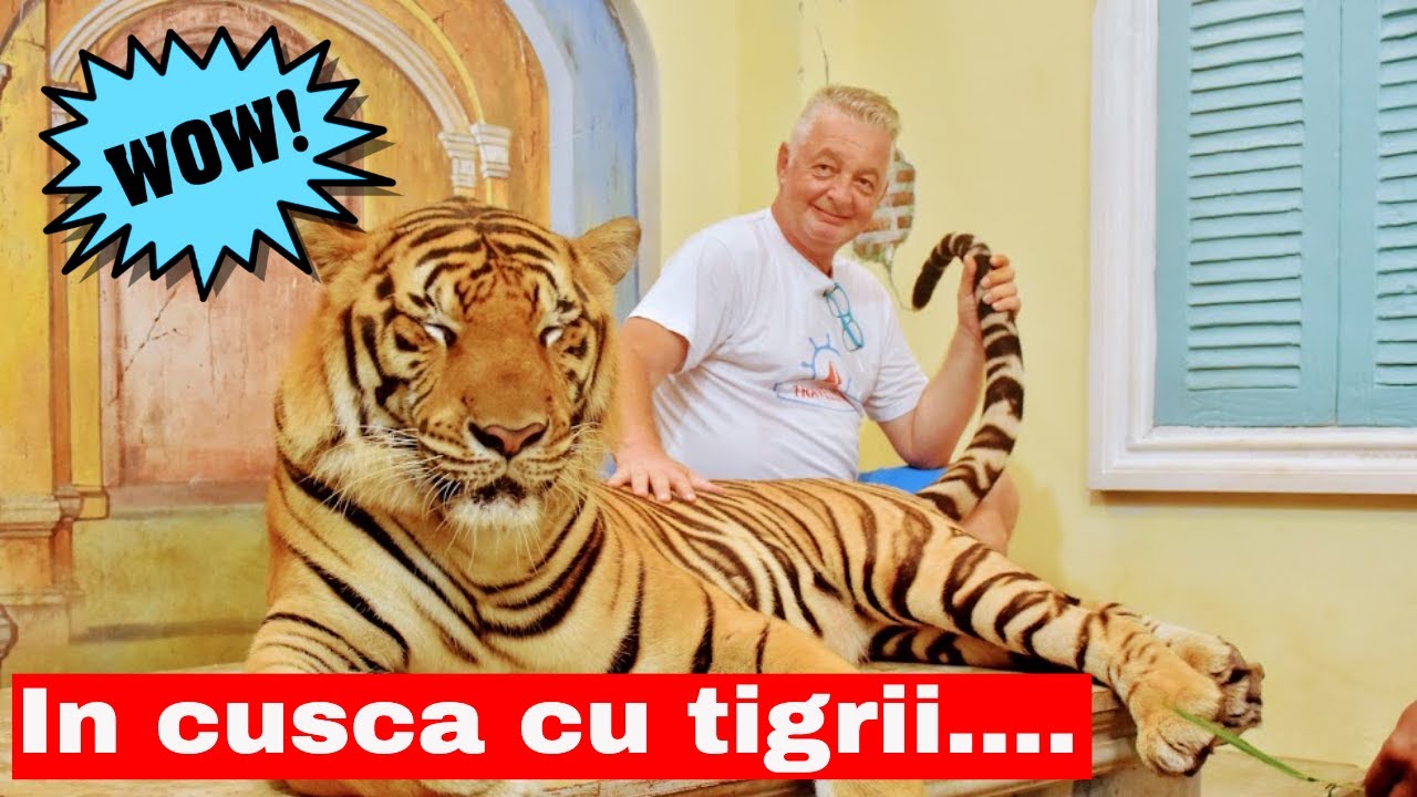 Am intrat in cusca tigrilor la Tiger Kingdom din Phuket  #Tiger Kingdom