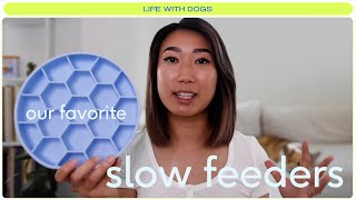 7 Slow Feeders To Try With Your Dog