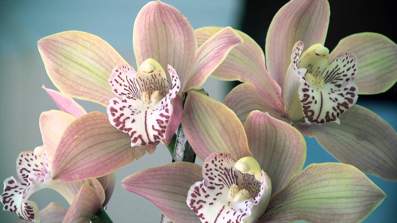 Las orquídeas 'cara de mono', de mil colores, florecen en las redes