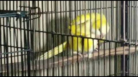 Monk parakeets mating | Lutino Monk parrot mating | monk Breeder pair