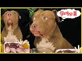 【モニタリング】撮影中に突然飼い主が消えたらどうなるか検証してみた!!ASMRあり!