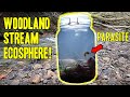 Creating a Woodland Stream Ecosphere (With PARASITE!)