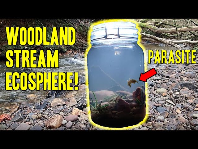 Creating a Woodland Lake Ecosphere Ecosystem In A Jar! - KidzTube