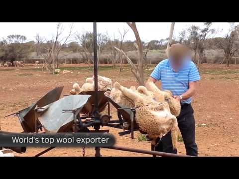 Think Sheep Shearing Isn't Cruel?