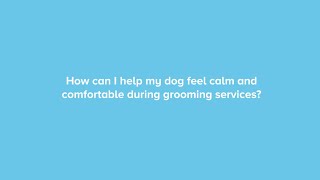 How to Have a Great Dog Grooming Experience - PetSmart