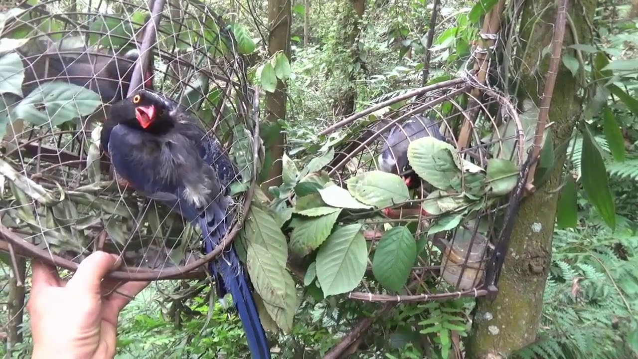 Jebak Burung Murai Di Hutan PART2 