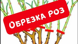 ОБРЕЗКА РОЗЫ ШРАБ. КАК НУЖНО ОБРЕЗАТЬ  РОЗЫ? ОБРЕЗКА РОЗ.