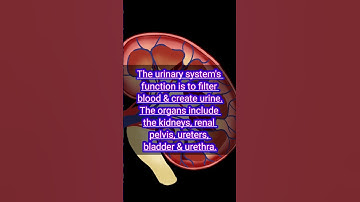 Urinary System Anatomy #anatomy #biology #3danimation