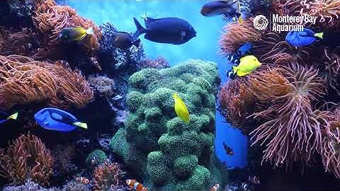 12 Hours Of Tropical Coral Reef Fishes At Monterey Bay Aquarium | Littoral Relaxocean