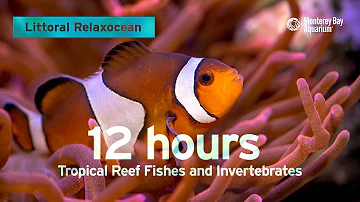 12 Hours Of Tropical Coral Reef Fishes At Monterey Bay Aquarium | Littoral Relaxocean