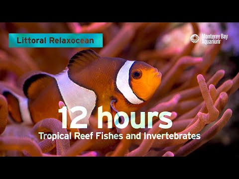 12 Hours Of Tropical Coral Reef Fishes At Monterey Bay Aquarium