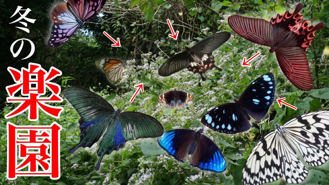 12月の離島に蝶の楽園がありました…