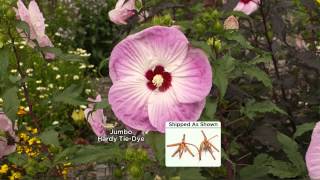 Cottage Farms Iconic Jumbo Hardy Hibiscus Duo with Jennifer Coffey