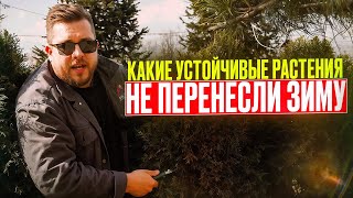 видео: Какие устойчивые растения не перенесли зиму 2024? Туи сгорели? Что делать? Как им помочь? Реанимация картинка: Какие устойчивые растения не перенесли зиму 2024? Туи сгорели? Что делать? Как им помочь? Реанимация