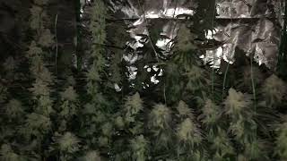 Night View of the Last Grow Before Harvested