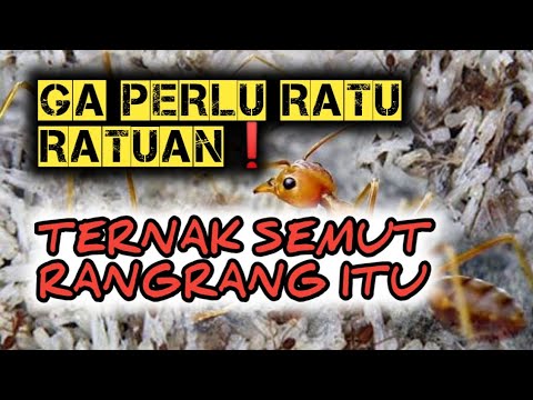 Panduan Lengkap Budidaya Rangrang Semut Kroto Tanpa Ratu Dari Sang